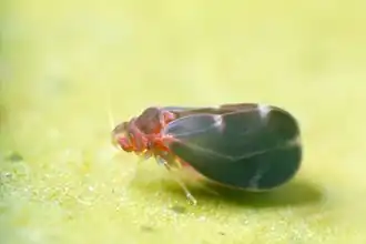 Description de cette image, également commentée ci-après