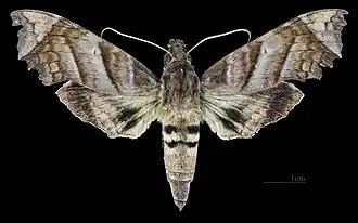 Vue dorsale de la femelle (coll.MHNT)