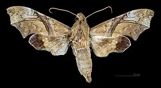 Vue dorsale de la femelle(coll.MHNT)