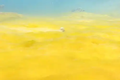 Tapis d'algues jaunes au ras Mohammed. Mars 2022.