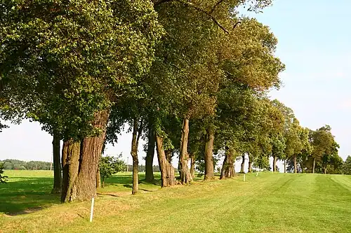 Alfrédovská alej : arbres remarquables.