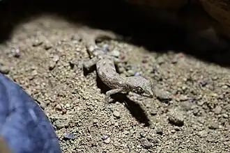 Description de l'image Algerian_sand_gecko_(Tropiocolotes_algericus).jpg.