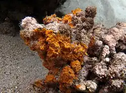 Une algue corallinale non identifiée