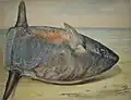 Étude de poisson, XIXe&nbsp;siècle, gouache sur papier, Bordeaux, musée des Arts décoratifs et du Design