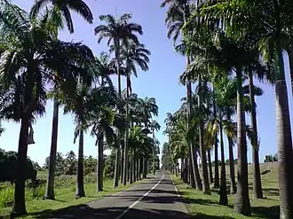 L'allée Dumanoir actuellement.