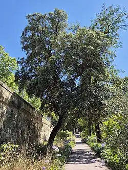 Allée François Boissier de Sauvages.