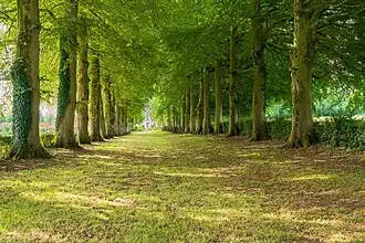 L'allée de hêtres remarquables bordant l'entrée du château du Blaisel.