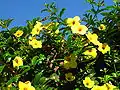 Fleurs d’Allamanda cathartica