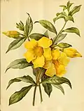 1891 - Allamanda cathartica par Robinson (en)