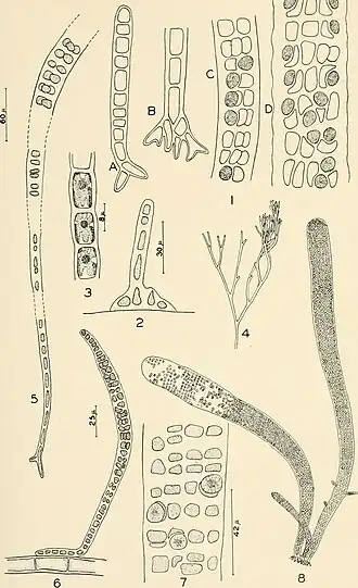 Description de l'image Allan Hancock Pacific expeditions. (Reports) (1953) (17327683054).jpg.