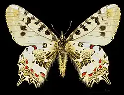 ♂  △Face ventrale