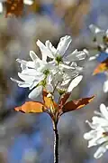 Fleurs de Amelanchier laevis.