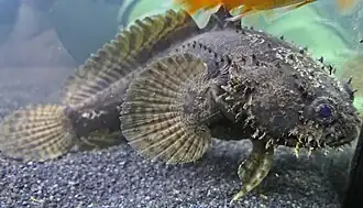 Description de l'image Allenbatrachus grunniens - Grunniens Süßwasser Krötenfisch (2).jpg.