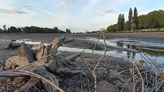 La rivière Allier à sec et du bois flotté au premier plan