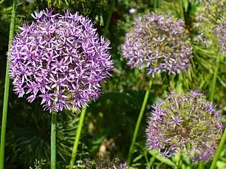 Description de l'image Allium-aflatunense-0567.JPG.
