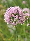 Allium lusitanicum