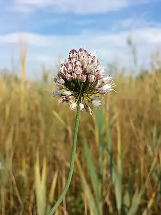 Description de l'image Allium suaveolens sl1.jpg.