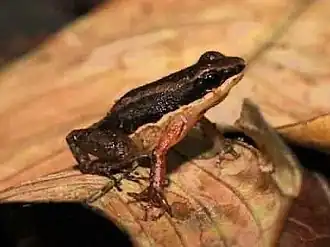 Description de l'image Allobates fratisenescus.jpg.