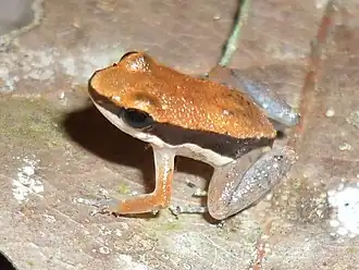 Description de l'image Allobates sumtuosus.jpg.