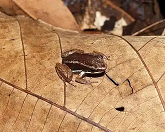 Description de l'image Allobates talamancae02.jpg.