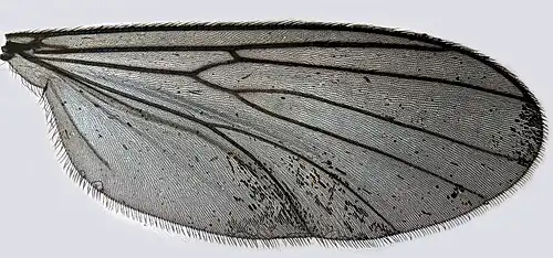 Allodia lugens aîle.