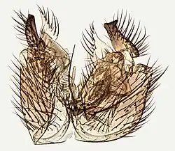 Allodia ornaticollis.