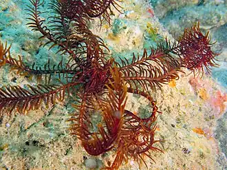 Description de cette image, également commentée ci-après