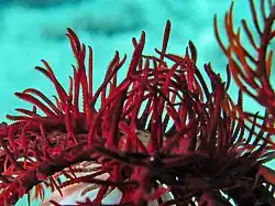 Idem chez Alloeocomatella polycladia