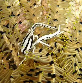 Galathée des crinoïdes (Allogalathea elegans)
