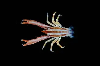 Allogalathea elegans.