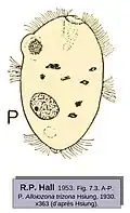 Alloiozona trizona