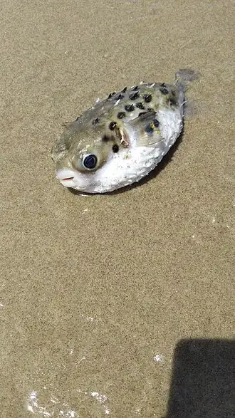 Description de l'image Allomycterus pilatus 167479625.jpg.