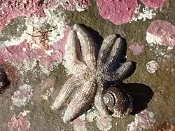 Allostichaster polyplax