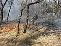 OFRAN, chef de chantier de brûlage dirigé en forêt Domaniale de Morières-Montrieux en 2003.