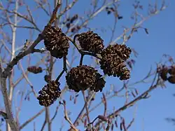 Strobiles d'aulne avec graines.