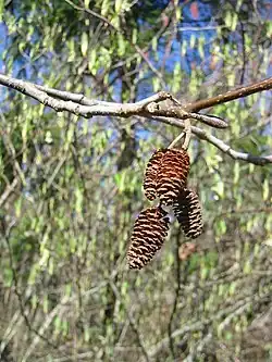 Pseudo-cônes matures