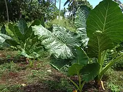 Songe caraïbe, Alocasie à grosse racine, taro géant ou oreille d'éléphant (Alocasia macrorrhiza).