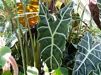 Description de l'image Alocasia sanderiana serres du Luxembourg.jpg.