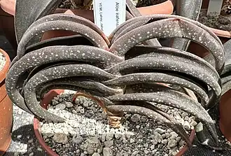Description de l'image Aloe irafensis BG Meise 38149.JPG.