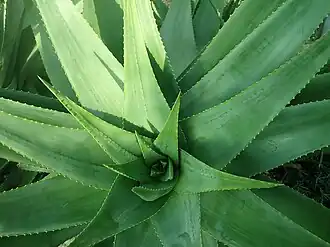 Aloe percrassa&nbsp;(de).