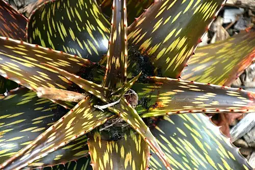 Aloe pirottae&nbsp;(de).