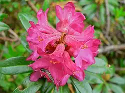 Rhododendron à la Madone de Fenestre.