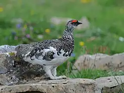 Lagopède alpin ou perdrix des neiges.