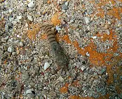 Une crevette Alpheus leviusculus