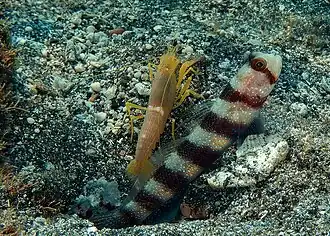 Association mutualiste entre un gobie Amblyeleotris wheeleri et une Alpheus ochrostriatus à la Réunion.