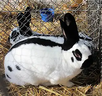 Image illustrative de l’article Petit papillon