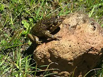 Description de l'image Alsodes pehuenche hembra.jpg.