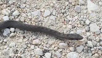 Description de l'image Alsophis rijgersmaei 32068976 (cropped).jpg.