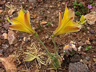 Description de l'image Alstroemeria kingii (8383813801).jpg.