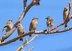 Photographie de plusieurs Accenteurs de l'Himalaya posés sur des branches.